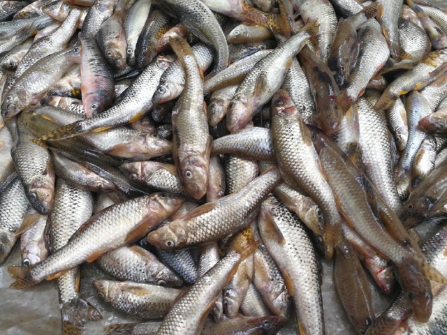 《机动战士高达:铁血的奥尔芬斯》动画第48话先行图 铁华团又要全军覆没:星空官网(图1) 星空官网